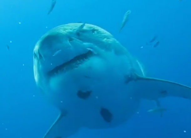 deep blue shark location