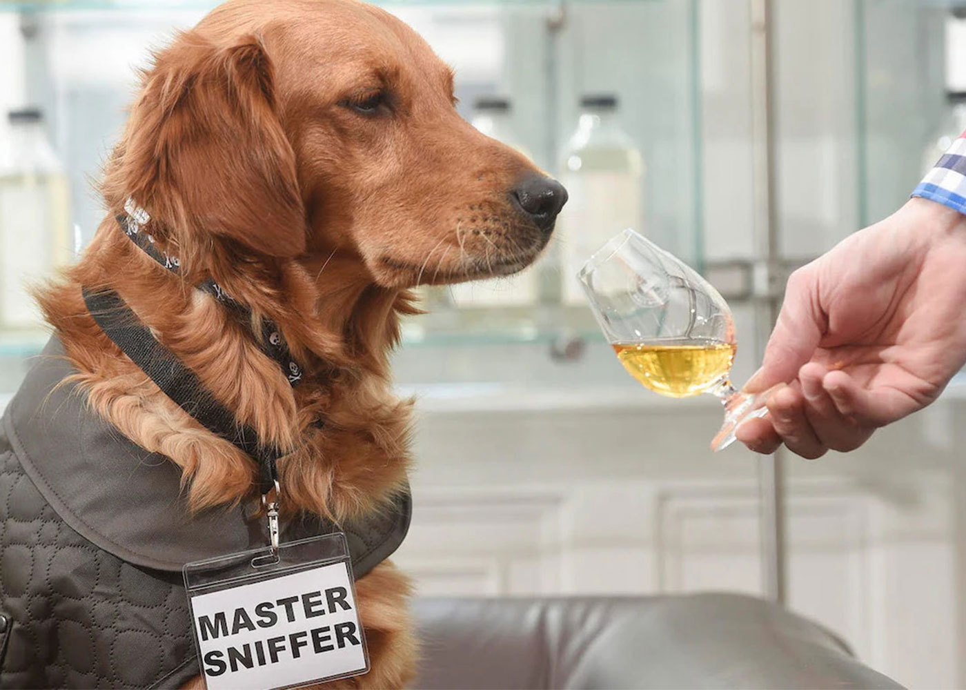 At Melbourne bar, dog sniffs whisky glass.