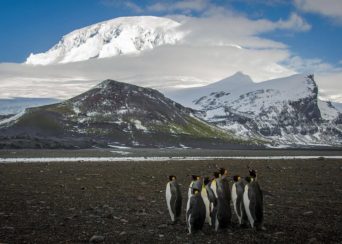 Penguins on Heard Island with snowy mountains.