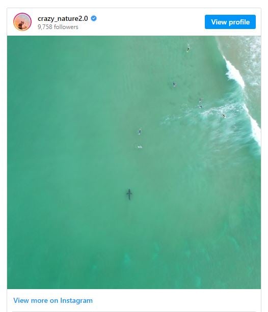 Aerial view: shark near South African swimmers.