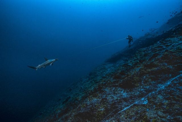 Blancpain Fund diver measures shark underwater.
