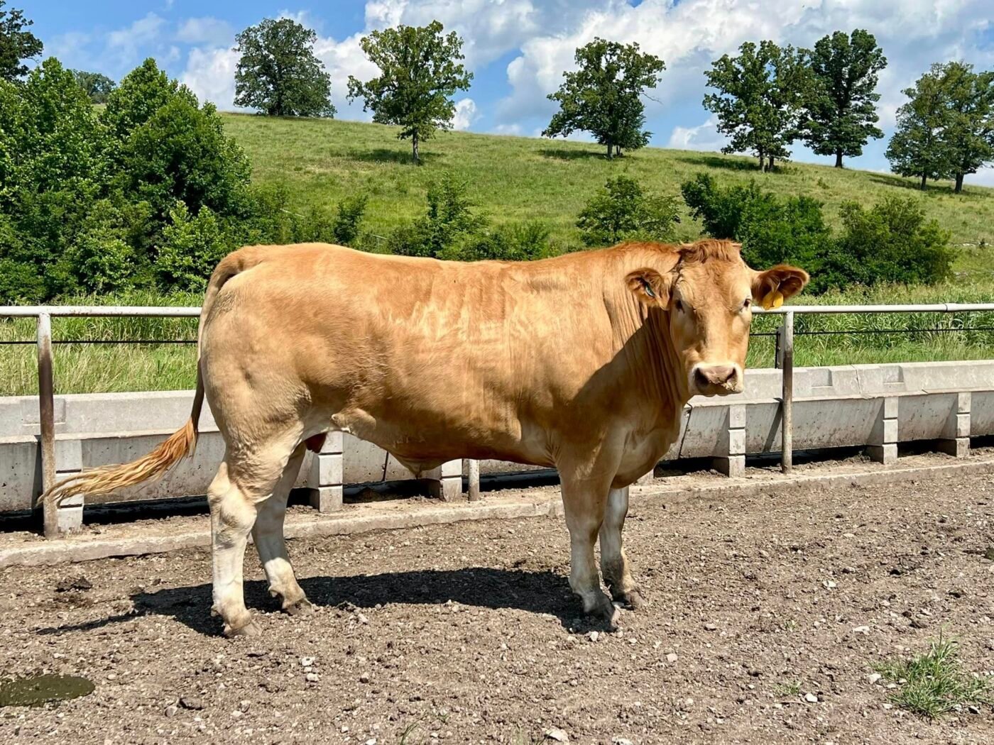 Rubia Gallega cow near trough and grassy hill.