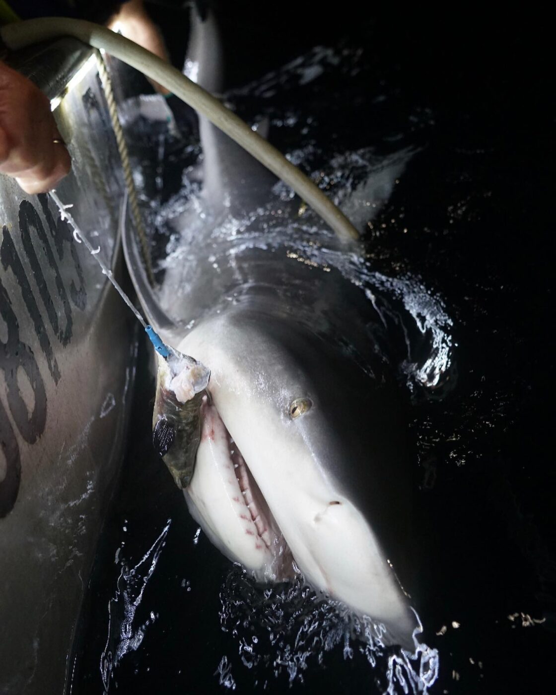NSW invests $85M for safe shark handling.