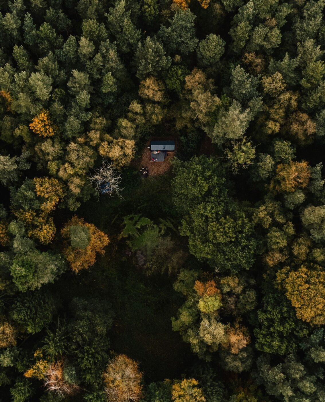 A cabin amidst vibrant Australian forest wilderness.