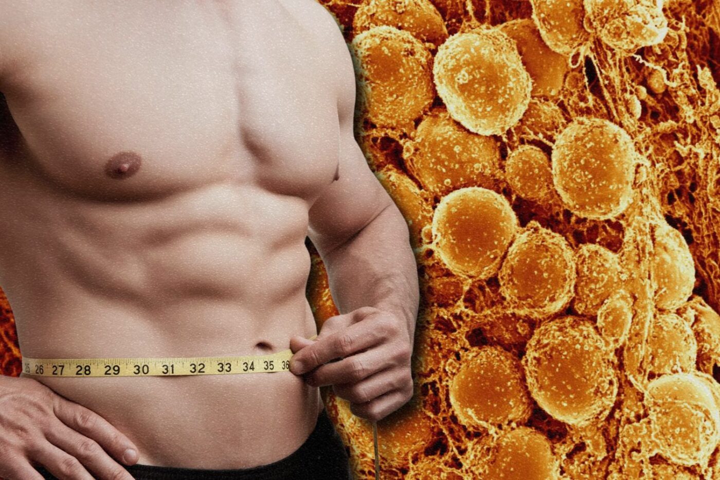 ‘Beige Fat’ Breakthrough: Calorie-Burning Powerhouse Could Revolutionise Weight-Loss